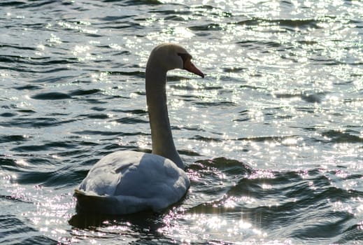 Mute swan Cygnus olor, swan with gray plumage swims in a salt estuary in winter, Ukraine