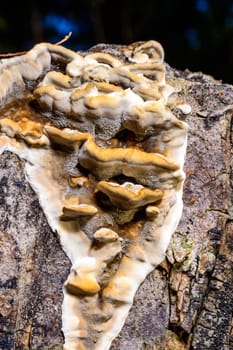 Bjerkandera fumosa, saprotrophic fungus growing on an old rotten stump of a large deciduous tree