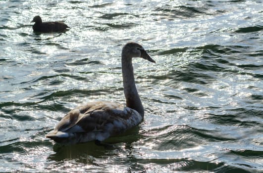 Mute swan Cygnus olor, young swan with gray plumage swims in a salt estuary in winter, Ukraine
