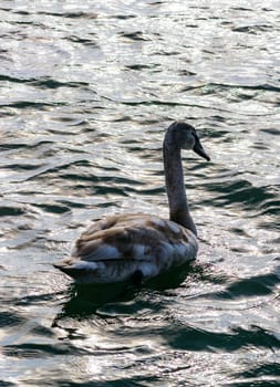 Mute swan Cygnus olor, young swan with gray plumage swims in a salt estuary in winter, Ukraine
