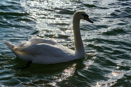 Mute swan Cygnus olor, swan with gray plumage swims in a salt estuary in winter, Ukraine