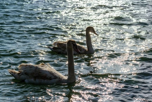 Mute swan Cygnus olor, backlight and glare on water, two white swans swimming near the shore in estuary in winter, Ukraine