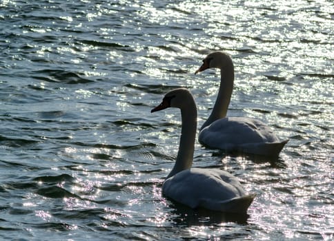 Mute swan Cygnus olor, backlight and glare on water, two white swans swimming near the shore in estuary in winter, Ukraine