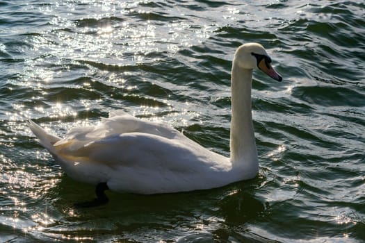 Mute swan Cygnus olor, young swan with gray plumage swims in a salt estuary in winter, Ukraine