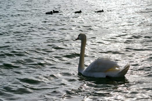 Swan with gray plumage swims in a salt estuary in winter, Mute swan -Cygnus olor, Ukraine