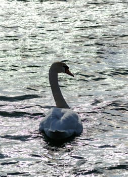 The mute swan - Cygnus olor, big white swan swims in backlit sunlight in lake near Odessa, Ukraine