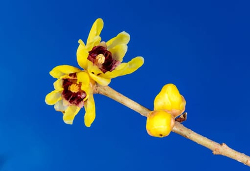 Chimonanthus praecox, flowering shrub native to central China in winter against blue sky, Odessa