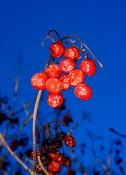 Guelder rose Viburnum sp. - red edible berries against blue sky in the garden in Odessa