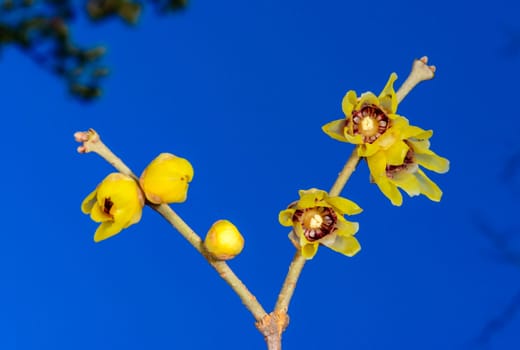 Chimonanthus praecox, flowering shrub native to central China in winter against blue sky, Odessa