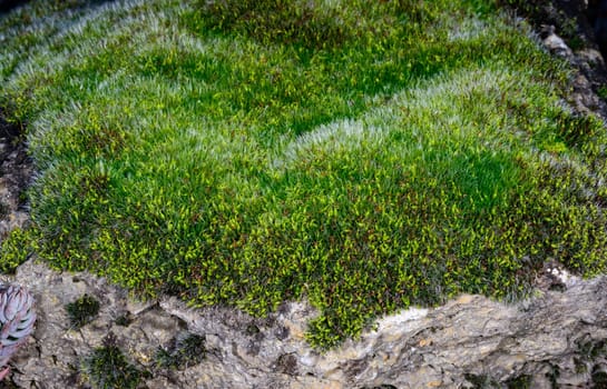 Grey-cushioned Grimmia pulvinata, green moss with young sporophytes on stones in spring, Odessa