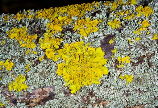 Yellow-green lichen Xanthoria parietina on a tree branch