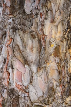 Peeling scale-like thin layers on pine bark, tree growth