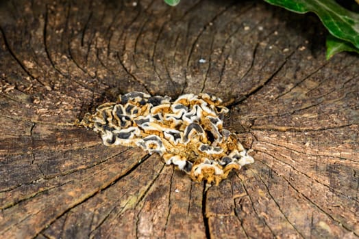 Auricularia mesenterica - saprophytic fungus growing on an old tree stump