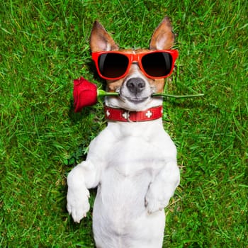 dog with a red rose in his mouth falling in love