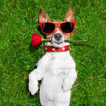 dog with a red rose in his mouth falling in love