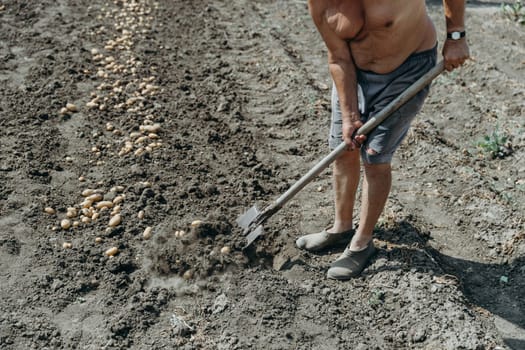 Portrait of one elderly Caucasian unrecognizable man in torn shorts without a T-shirt and galoshes manually digging up potatoes with a shovel in a village garden on a sunny summer day, top side close-up view. Concept of the lifestyle of village seniors, harvesting.