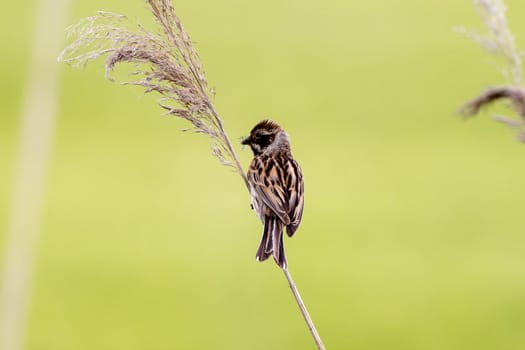 Female Reed Bunting Holds Insects In Beak To Feed Chicks