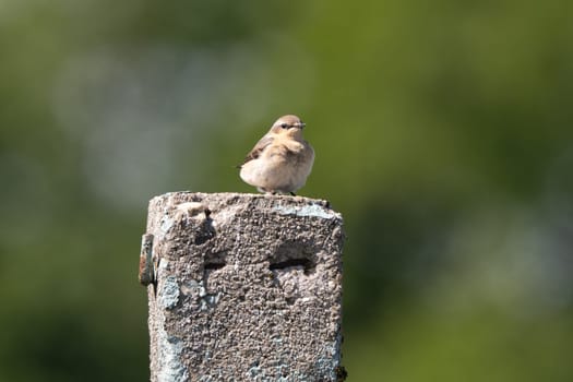 Female Northern Wheatear In Action On A Blurred Background