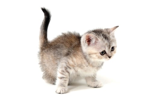 Fluffy grey kitten on a white isolated background. High quality photo