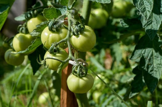 green tomatoes hanging on a branch. High quality photo