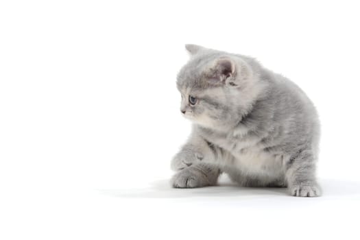 Fluffy purebred gray kitten on a white isolated background. High quality photo