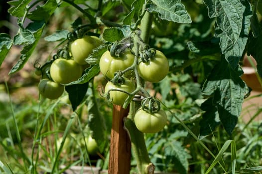 green tomatoes hanging on a branch. High quality photo