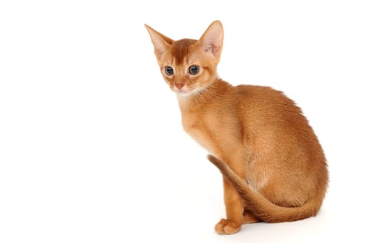 Abyssinian red kitten on a white isolated background. High quality photo