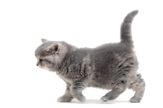 a small fluffy kitten on a white isolated background. High quality photo