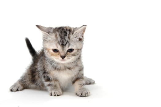 Fluffy purebred gray kitten on a white isolated background. High quality photo