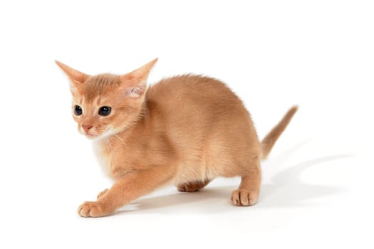Abyssinian red kitten on a white isolated background. High quality photo