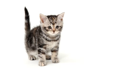 Fluffy grey kitten on a white isolated background. High quality photo