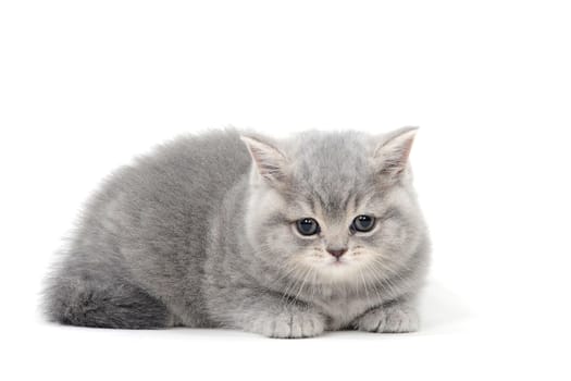 a purebred fluffy kitten lies on an isolated white background. High quality photo