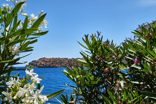 View of Spinalonga island and Venetian fortress, calm blue sea waters through bushes in full blossom on clear sunny summer day, Crete, Greece. Selective focus.