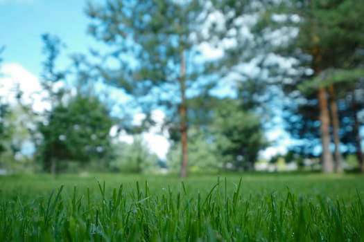 Morning grass in a forest meadow (focus on foreground)