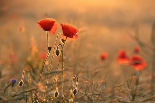 Poppies in the field at sunrise