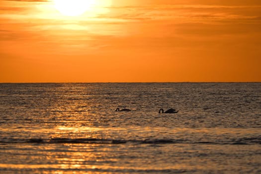 Sunset, swans swimming in the illuminated sea. Light waves. Poel island on the Baltic Sea. Nature photo from the coast