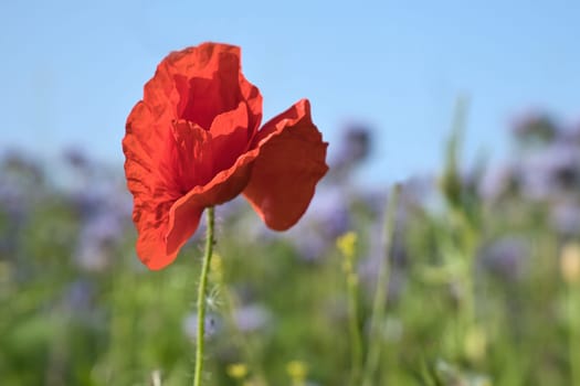 Poppy flower isolated in cornfield. Blue cornflowers in background. Landscape shot with flowers.