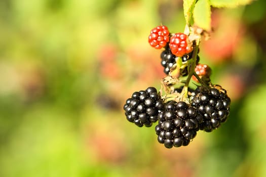 Blackberry on the branch. Ripe fruit. Fruit rich in vitamins. Close up of a food. Blurred background