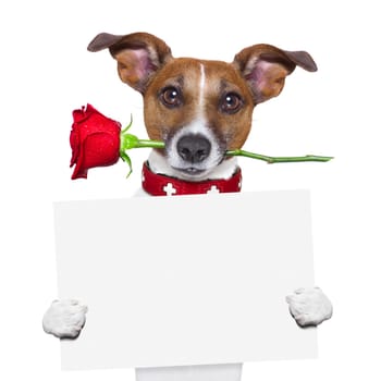 valentines dog with a red rose in mouth , isolated on white background,holding a blackboard , banner or placard