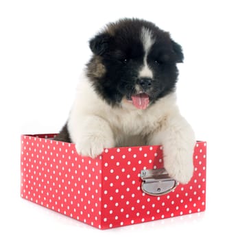 puppy american akita in front of white background