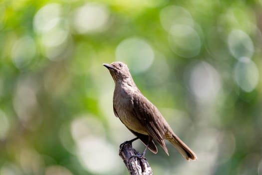 Bird Clay-colored Thrush, Turdus grayi , looking for food on ground, La Fortuna, Volcano Arenal, Wildlife and birdwatching in Costa Rica.