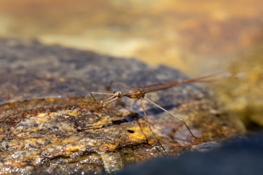 Water Stick Insect - Ranatra linearis is a species of aquatic bug in the Nepidae family. Czech Republic wildlife