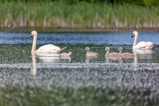 Wild bird mute swan (Cygnus olor) swim in spring on pond with reflection, Czech Republic Europe wildlife