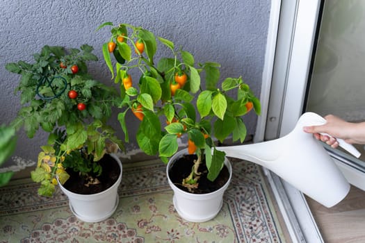 A woman's hand pours fresh vegetables, cherry tomatoes and hot chili peppers grown on the balcony from a watering can.