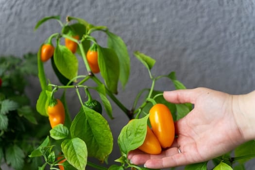 A woman harvests hot chili peppers NuMex Pumpkin Spice Chili grown at home on the balcony.