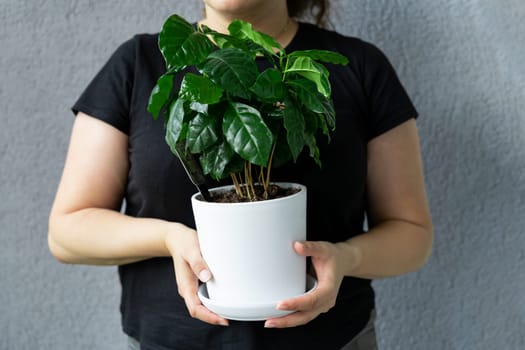 A woman without a face in a black T-shirt holds a white pot with a coffee tree growing in it.