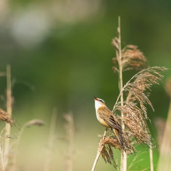 Sedge warbler Acrocephalus schoenobaenus bird singing in reeds during sunrise. Springtime season
