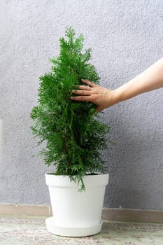 A woman's hand touches the needles of an evergreen, growing house of decorative thuja.
