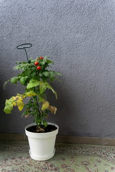 A bush of ripe cherry tomatoes Tiny Tim Tomato in a white pot grown at home on the balcony. Some of the leaves have turned yellow or dried out.