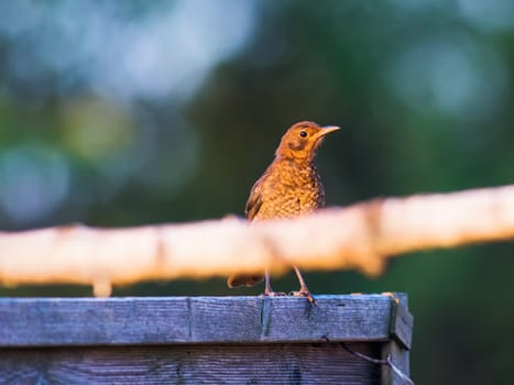 A female blackbird ( Turdus merula ) perches on a wood fence